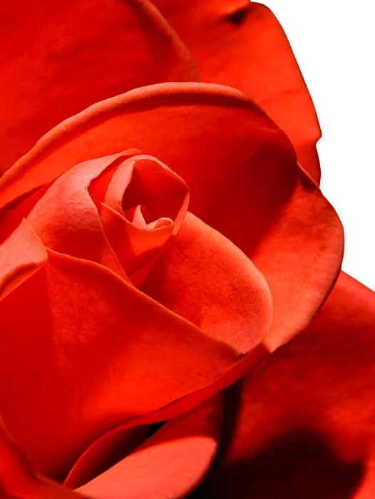 گل سرخ Wallpaper