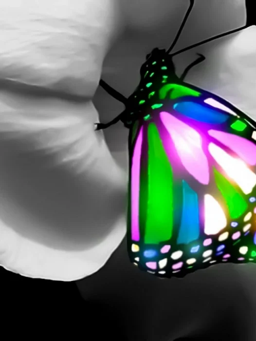 3D Butterfly Wallpaper