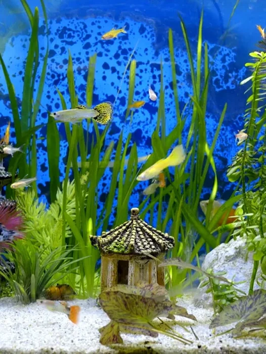 3d Background Aquarium Wallpaper