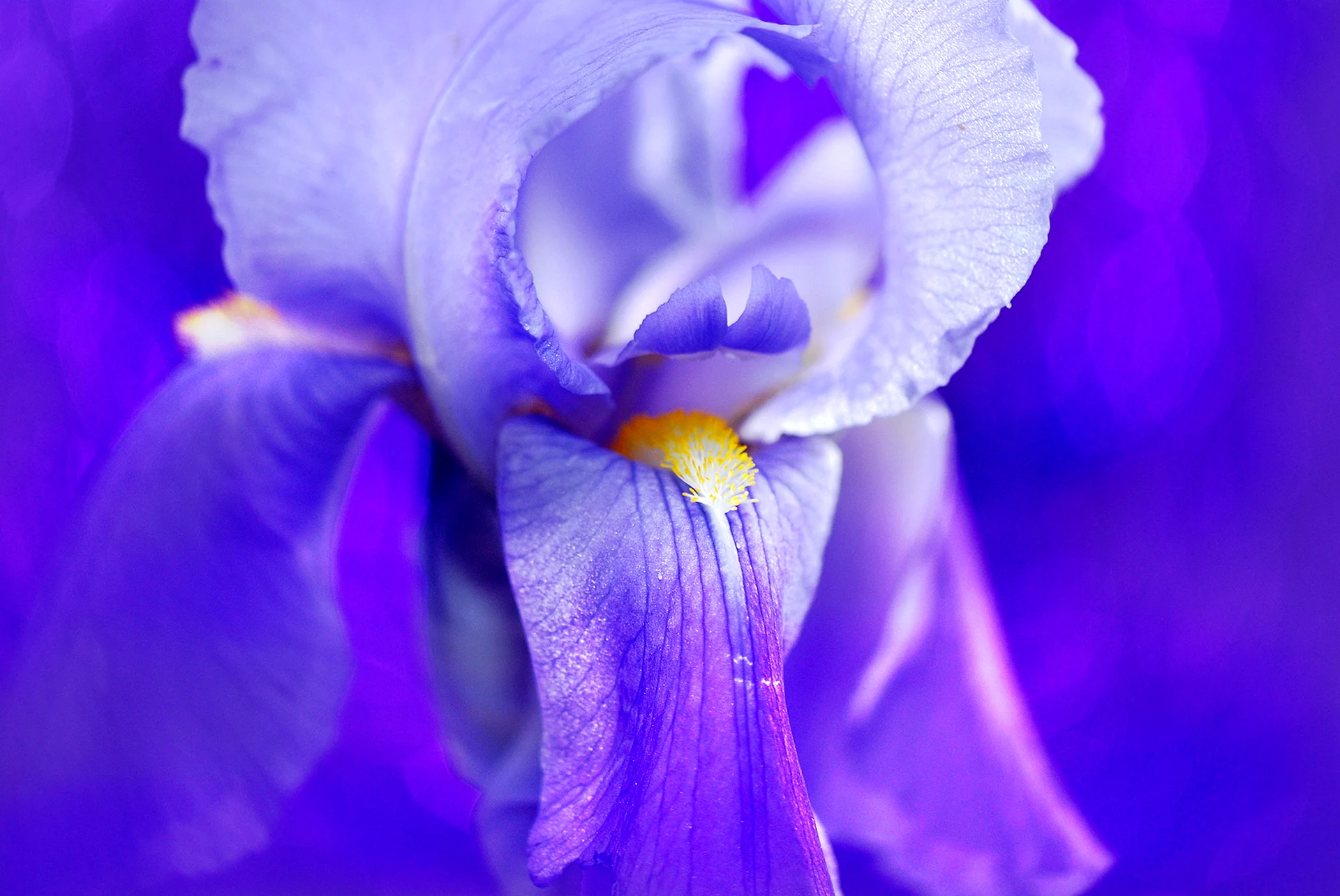 4k Iris Flower Wallpaper