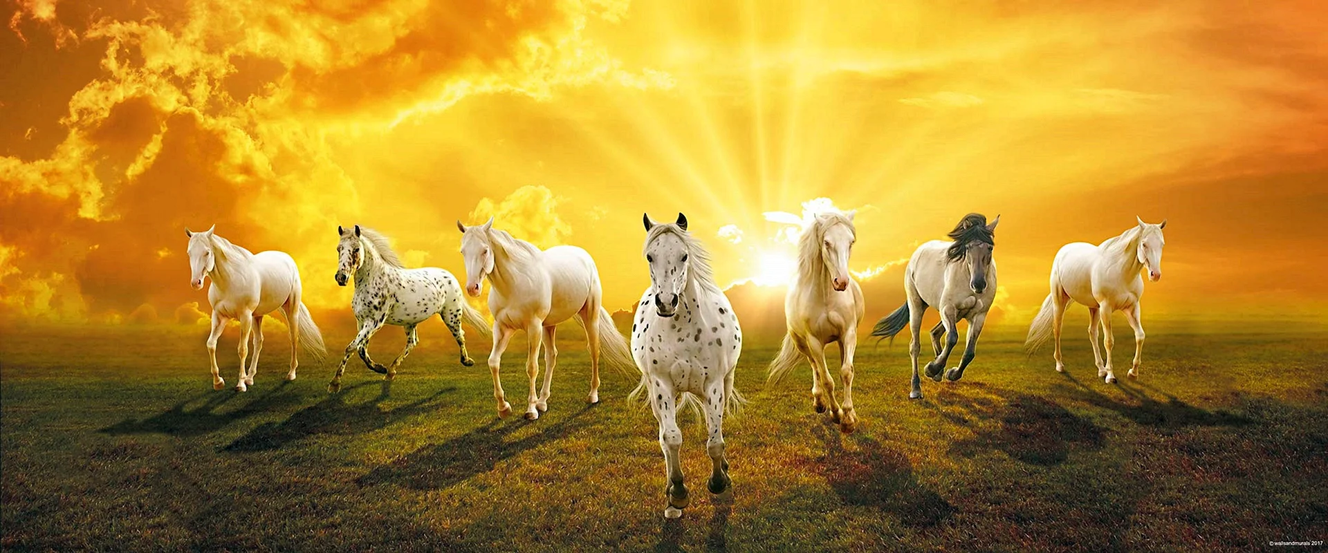 7horses Wallpaper