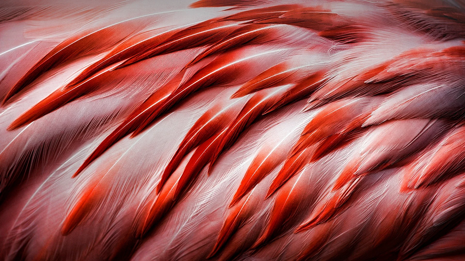 Abstract Feather Wallpaper