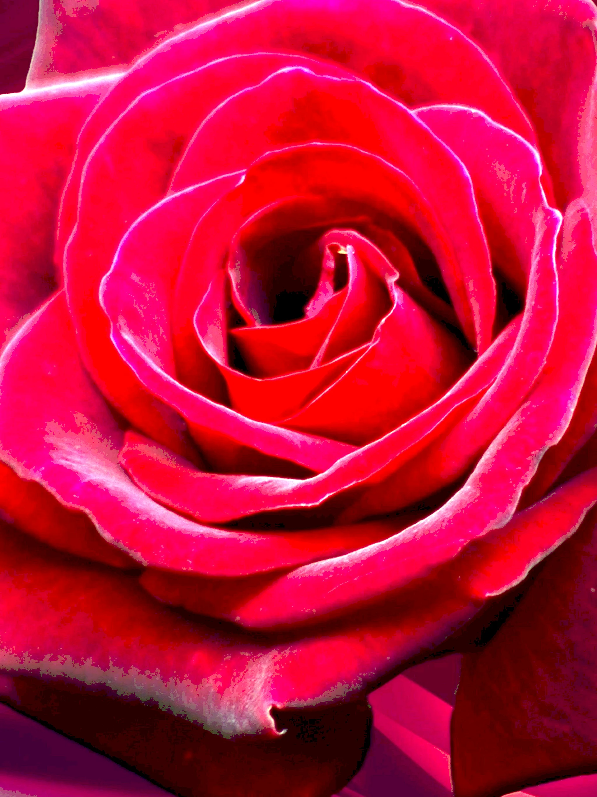 Abstract Rose Wallpaper