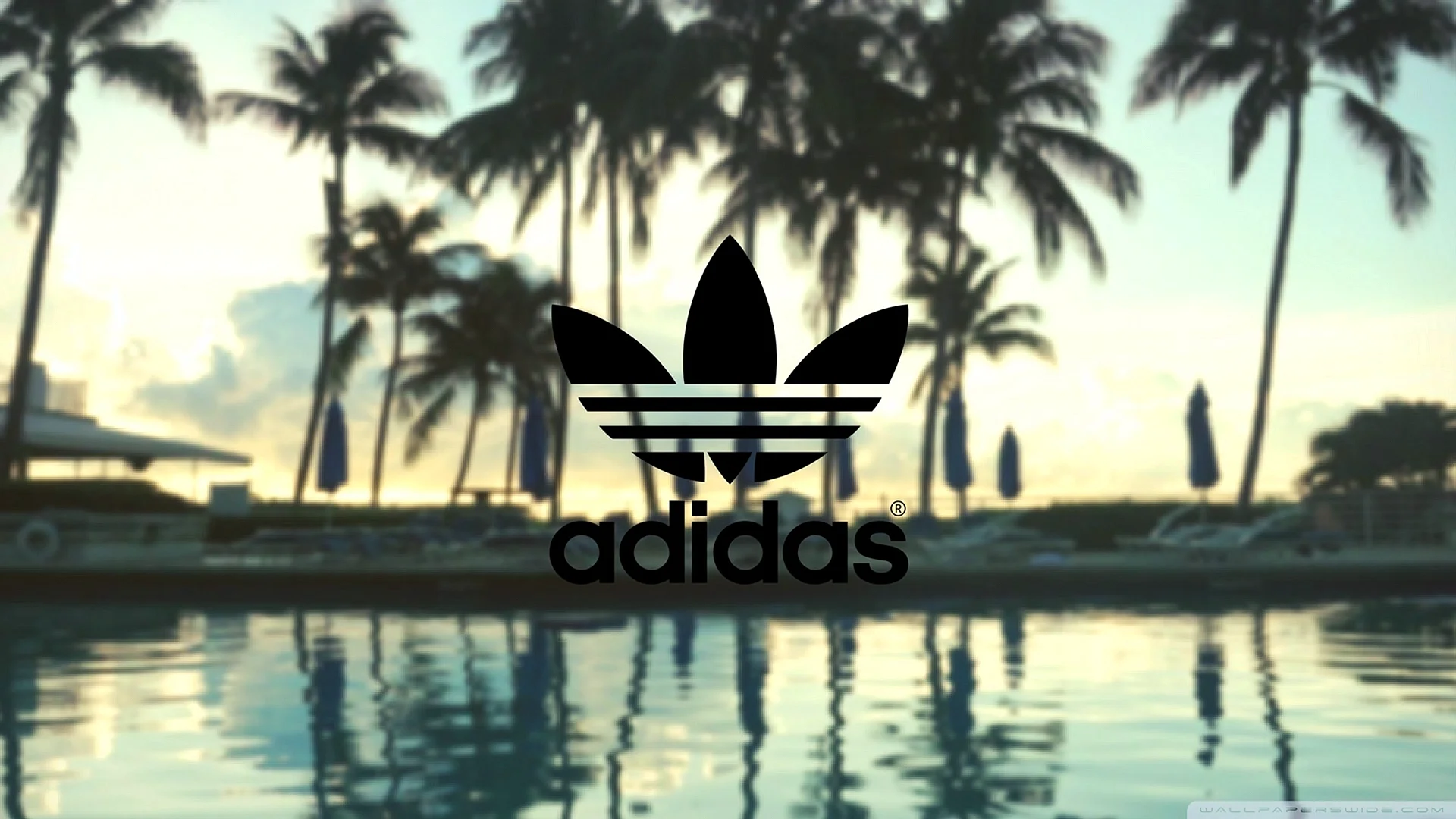 Adidas Palm Wallpaper