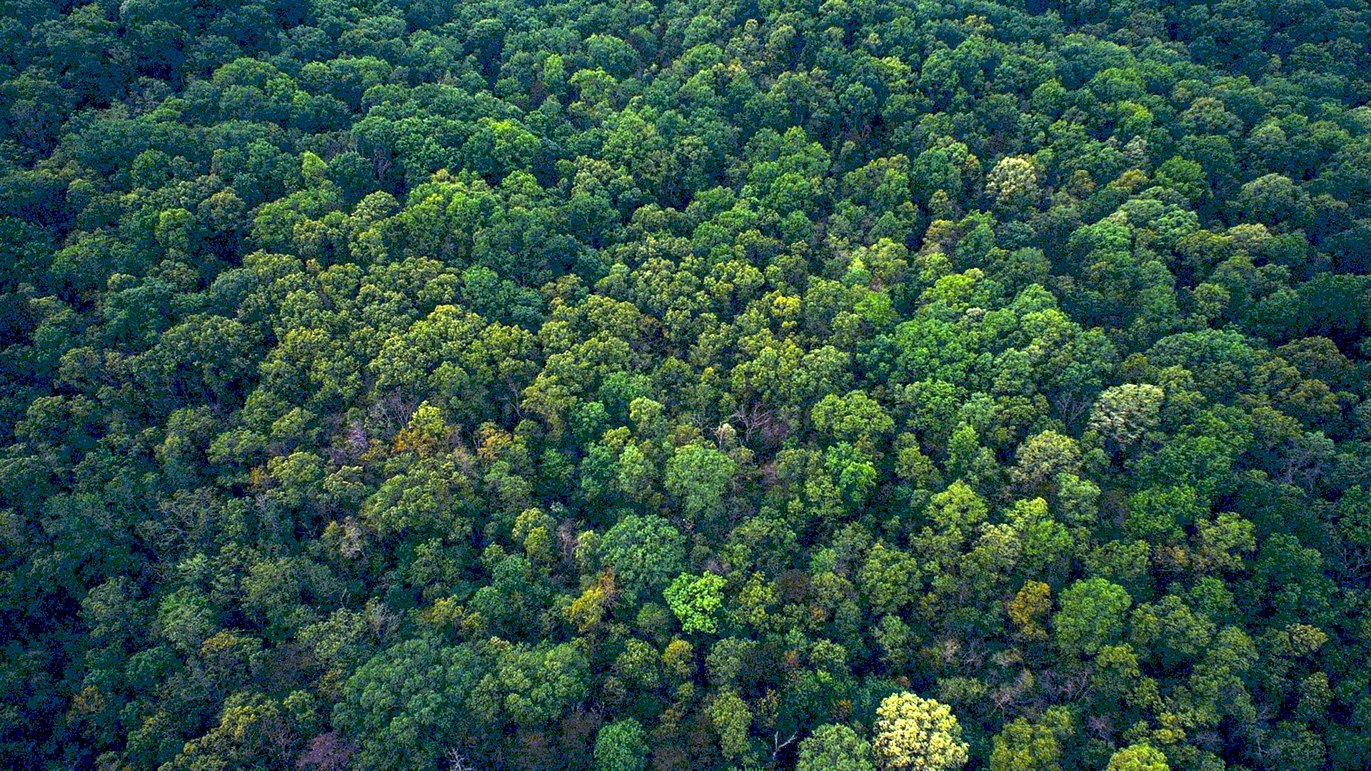 Aerial Forest Wallpaper