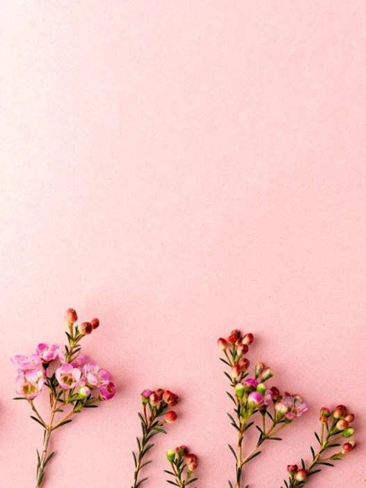 Aesthetic Background Flower Wallpaper