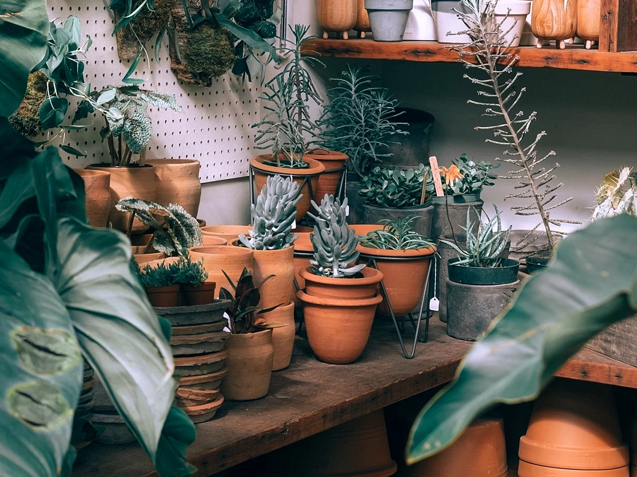 Aesthetic Plant Wallpaper