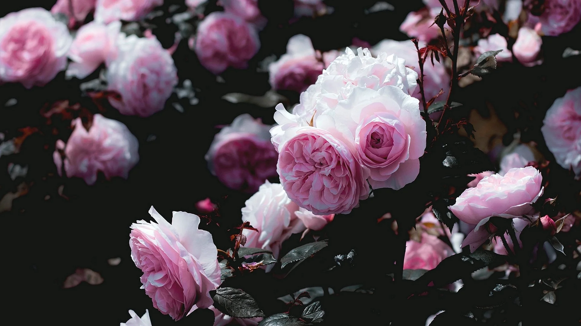 Aesthetic Rose 4K Wallpaper