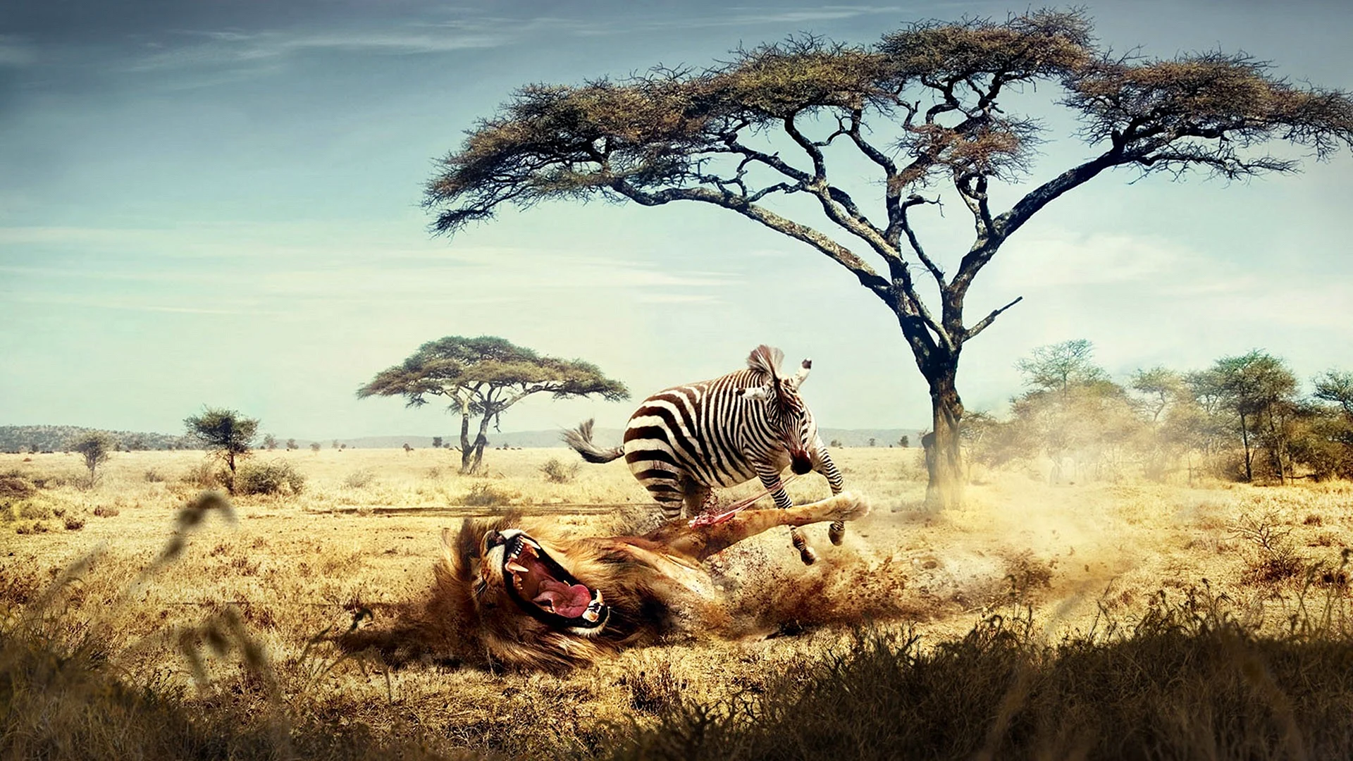 Africa Animals Wallpaper