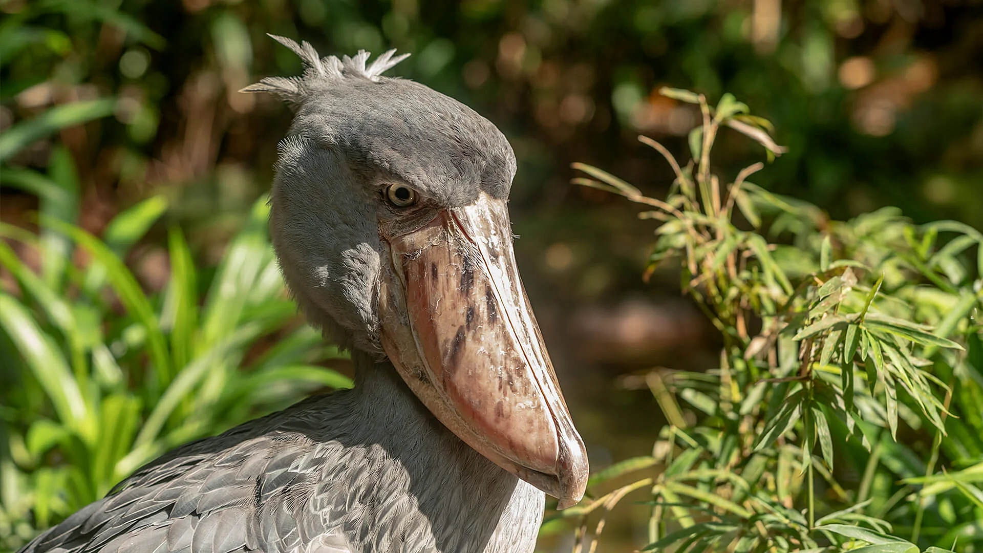 African Shoebill Balaeniceps Rex Also Known As Whalehead Or Shoe-Billed Wallpaper