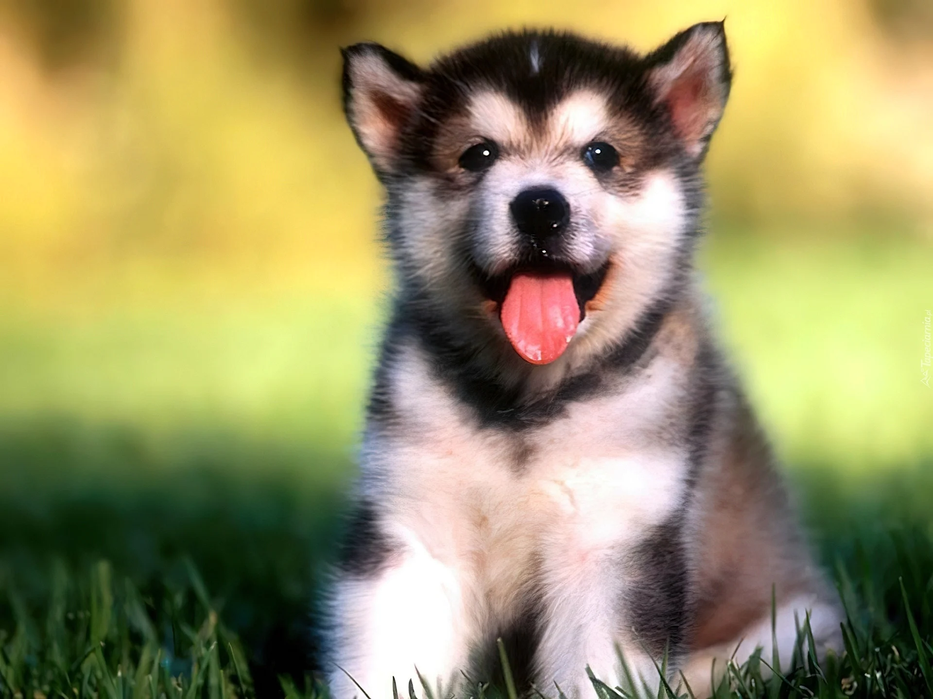 Alaskan Malamute Puppies Wallpaper