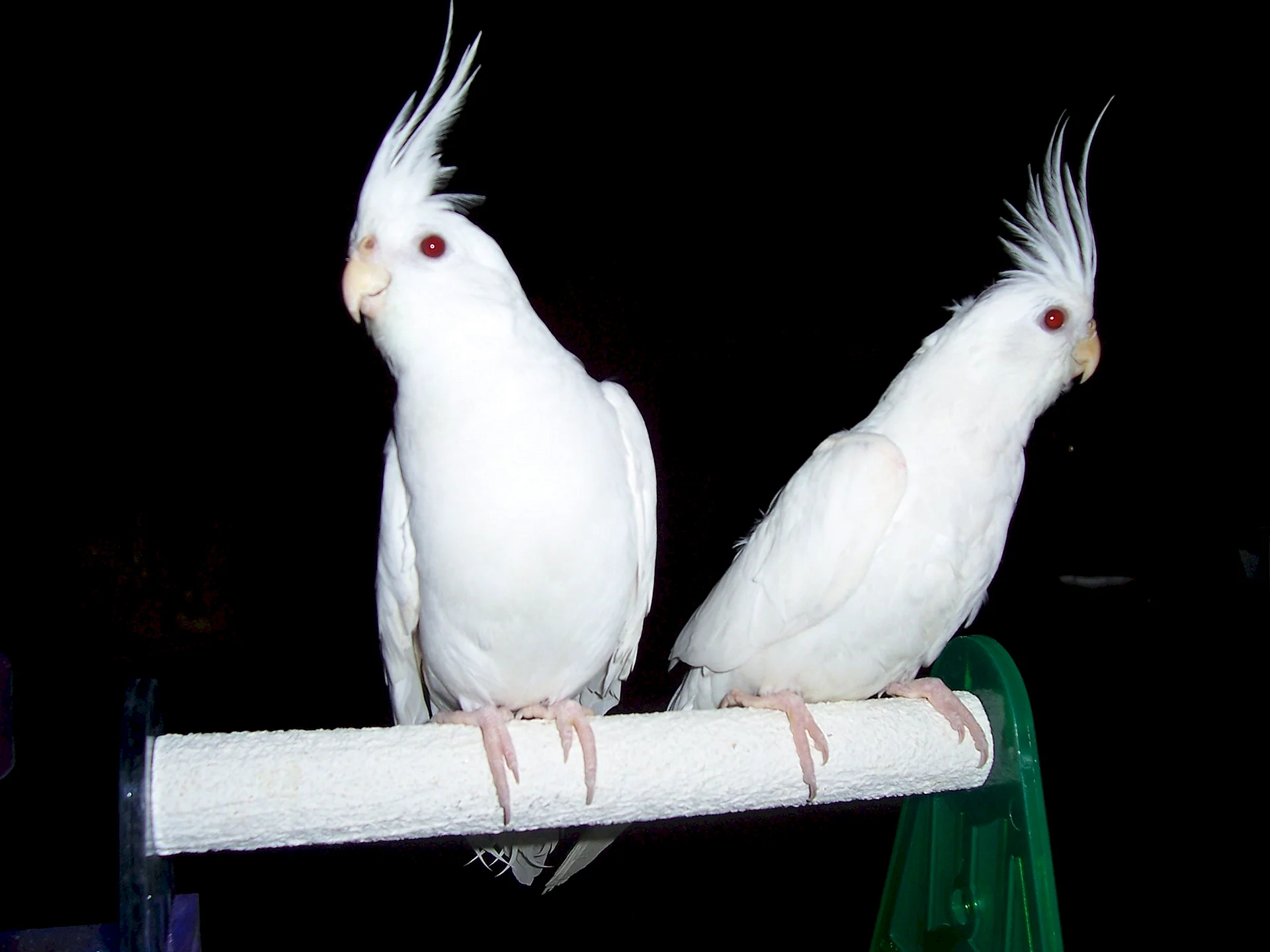 Albino Cockatiel Wallpaper