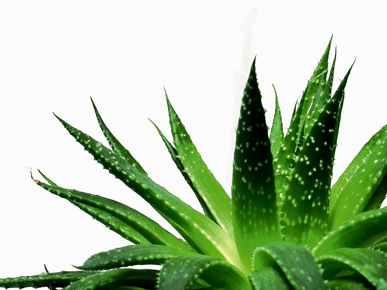 Aloe Barbadensis Leaf Wallpaper