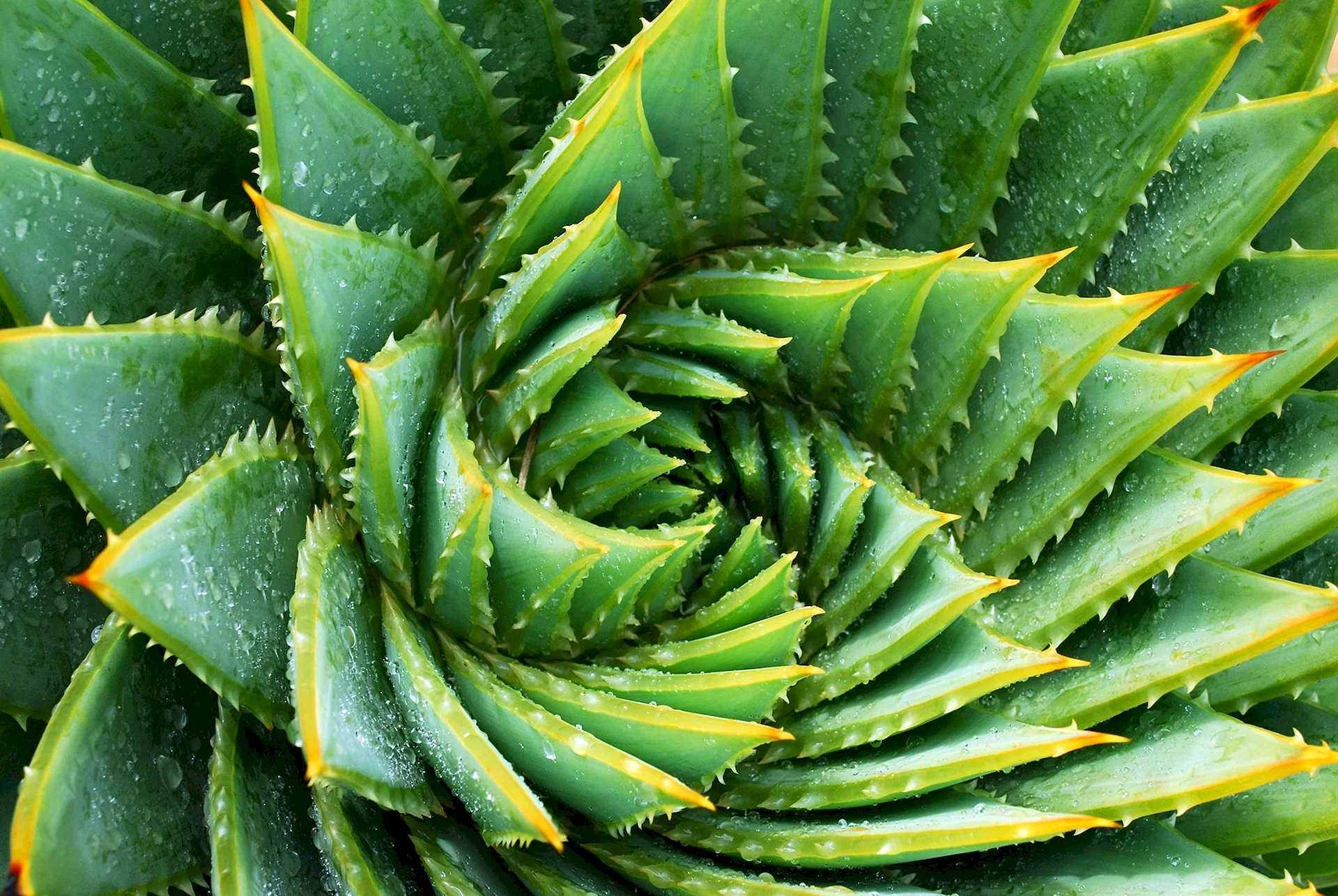 Aloe Vera Wallpaper