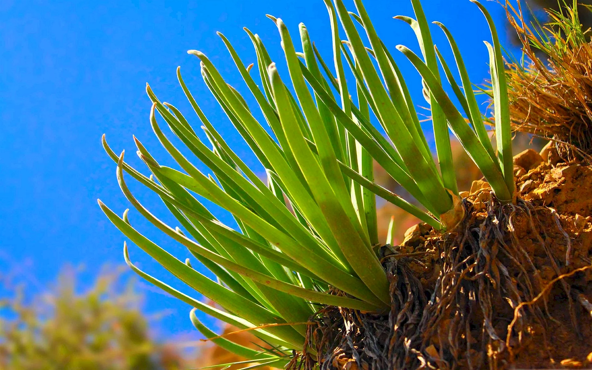 Aloe Vera Wallpaper