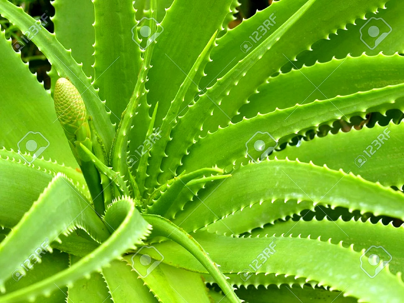 Aloevera Wallpaper