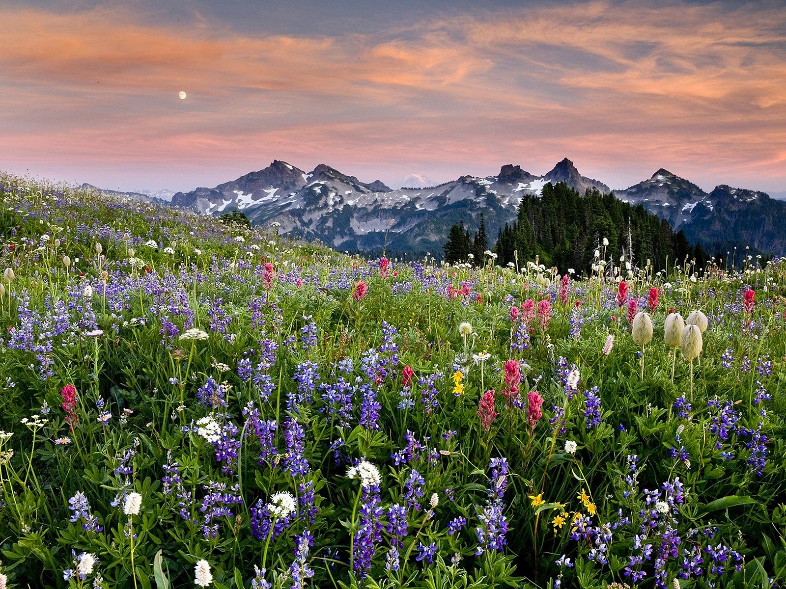 Alpine Meadow Wallpaper