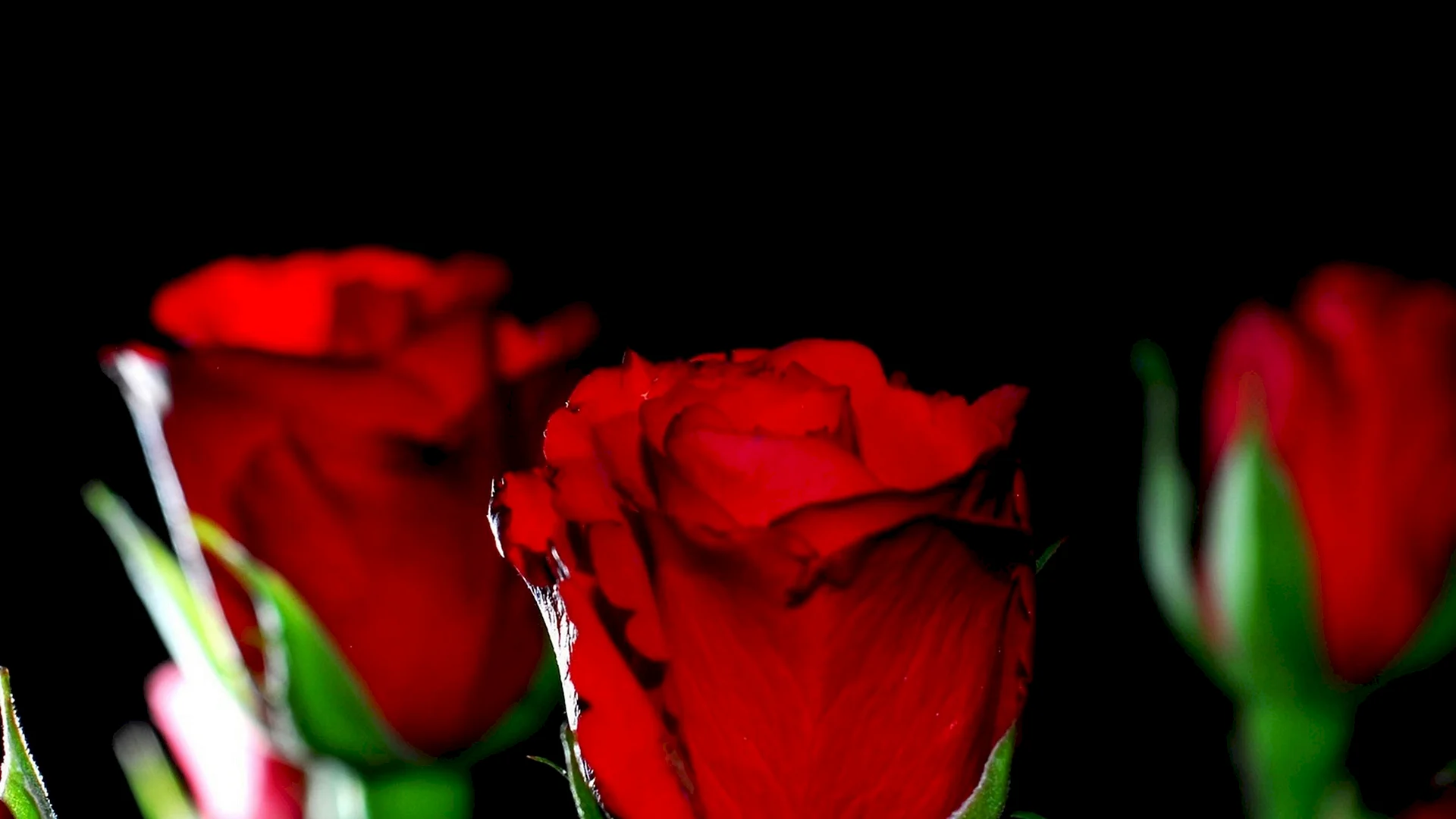 Amazing Red Roses Wallpaper