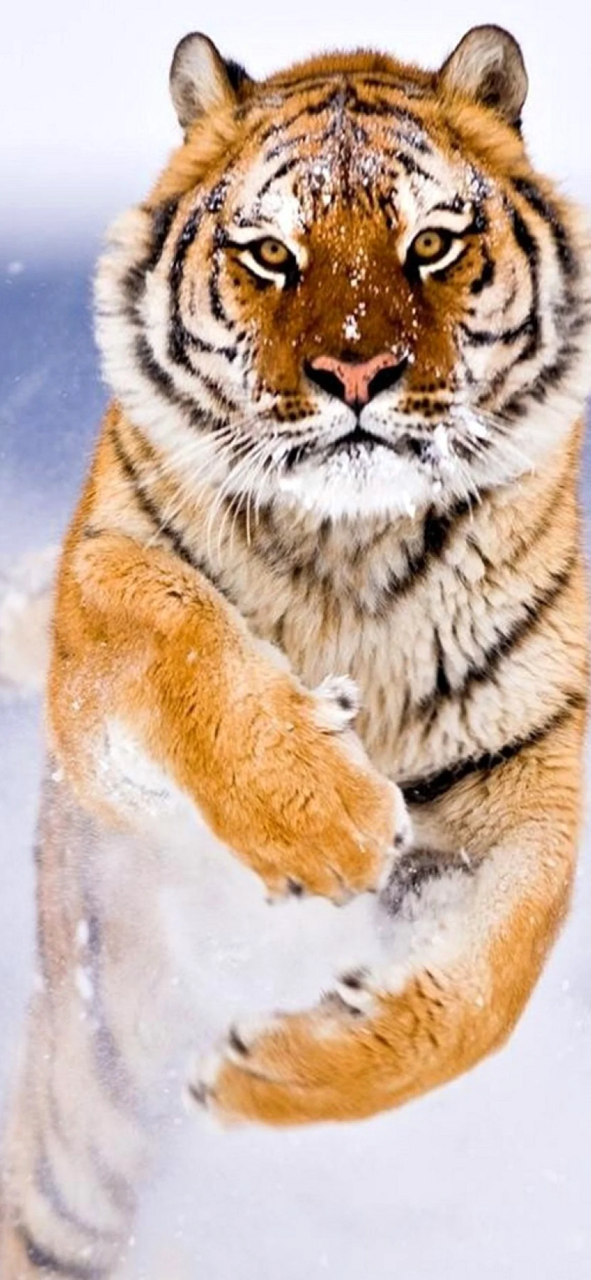 Amur Tiger Wallpaper for iPhone 13 Pro