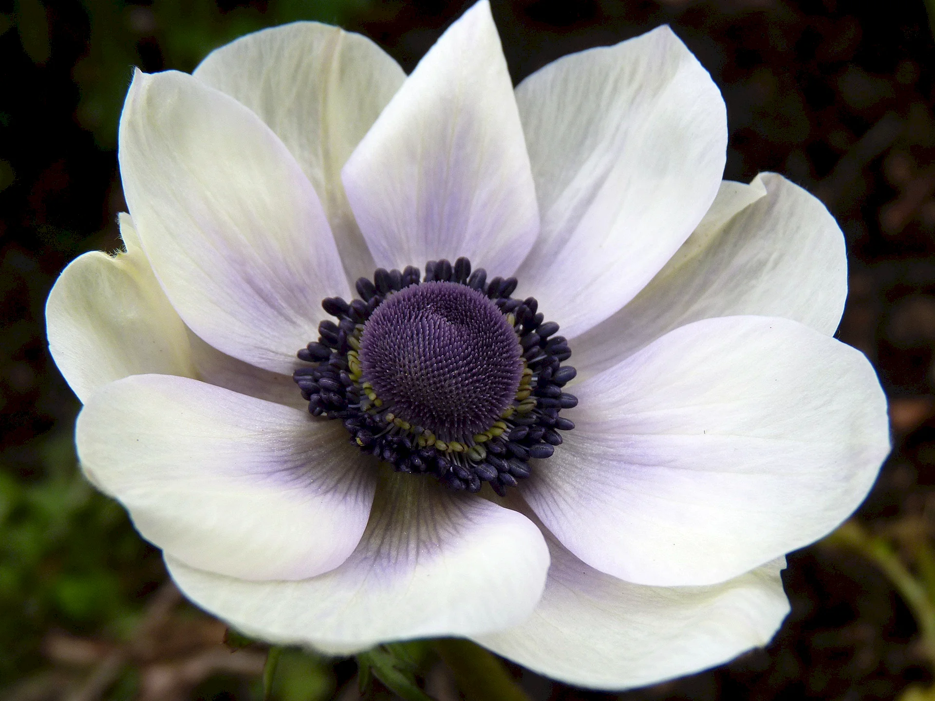 Anemone coronaria Wallpaper