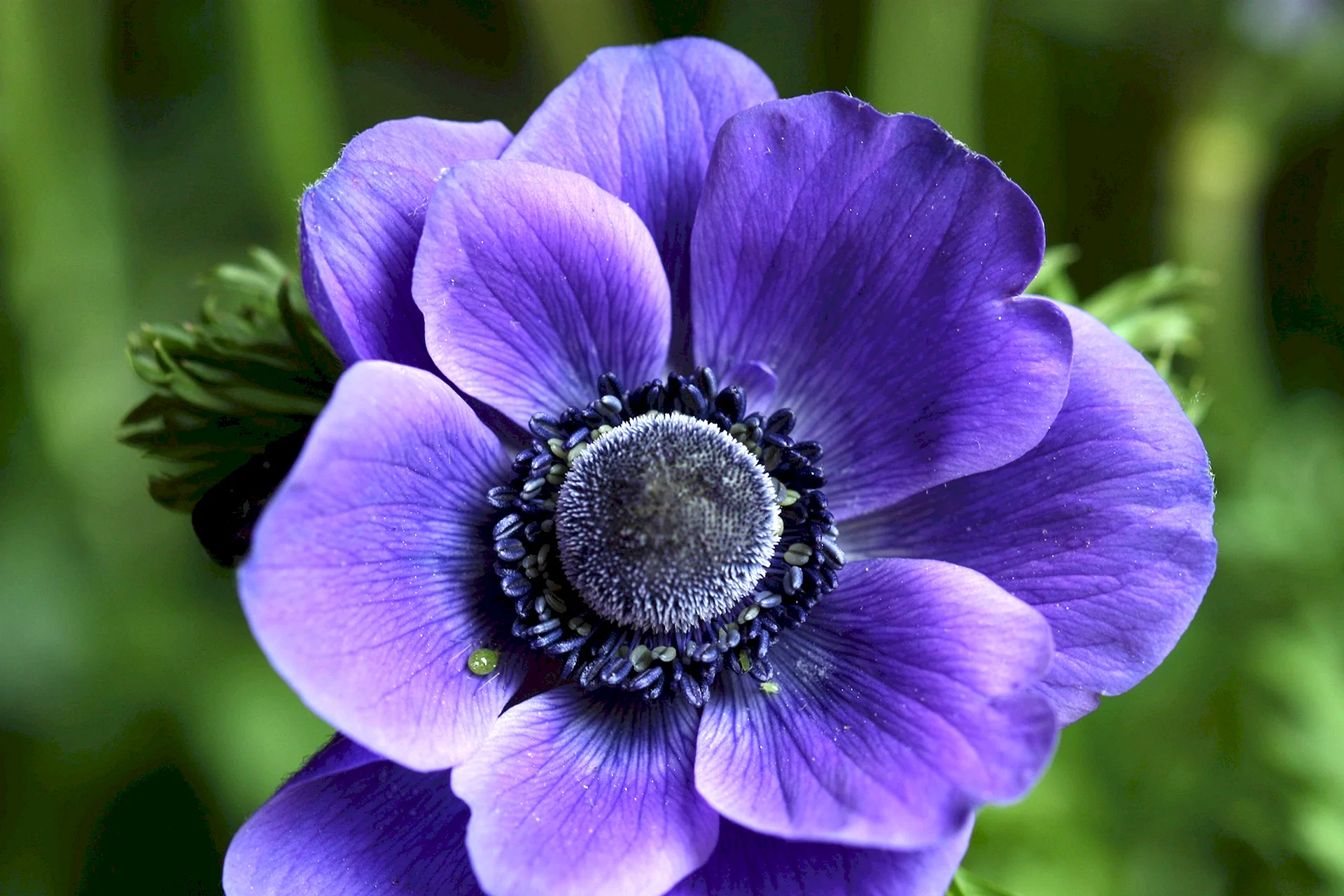 Anemone Flower Wallpaper