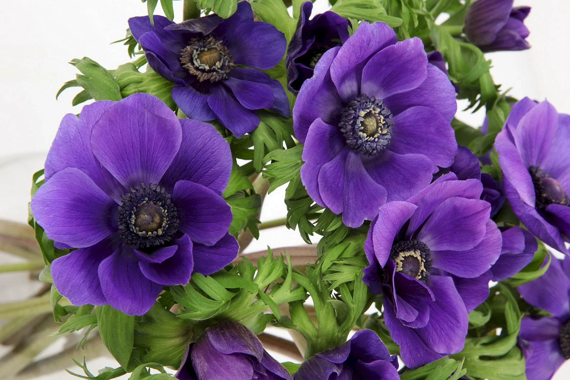 Anemone Flower Wallpaper