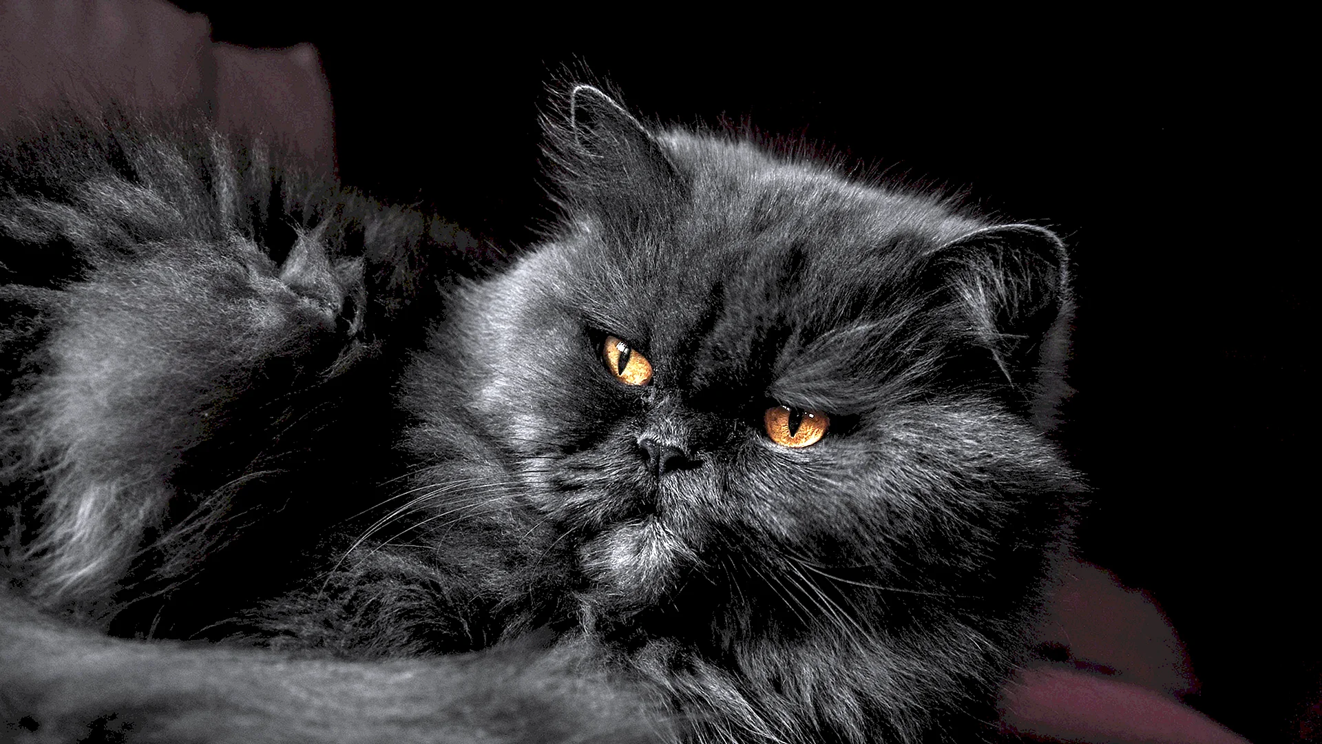 Angry Cat Wallpaper