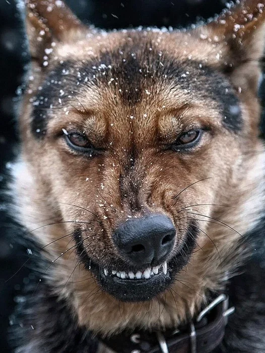 Angry Dog Wallpaper