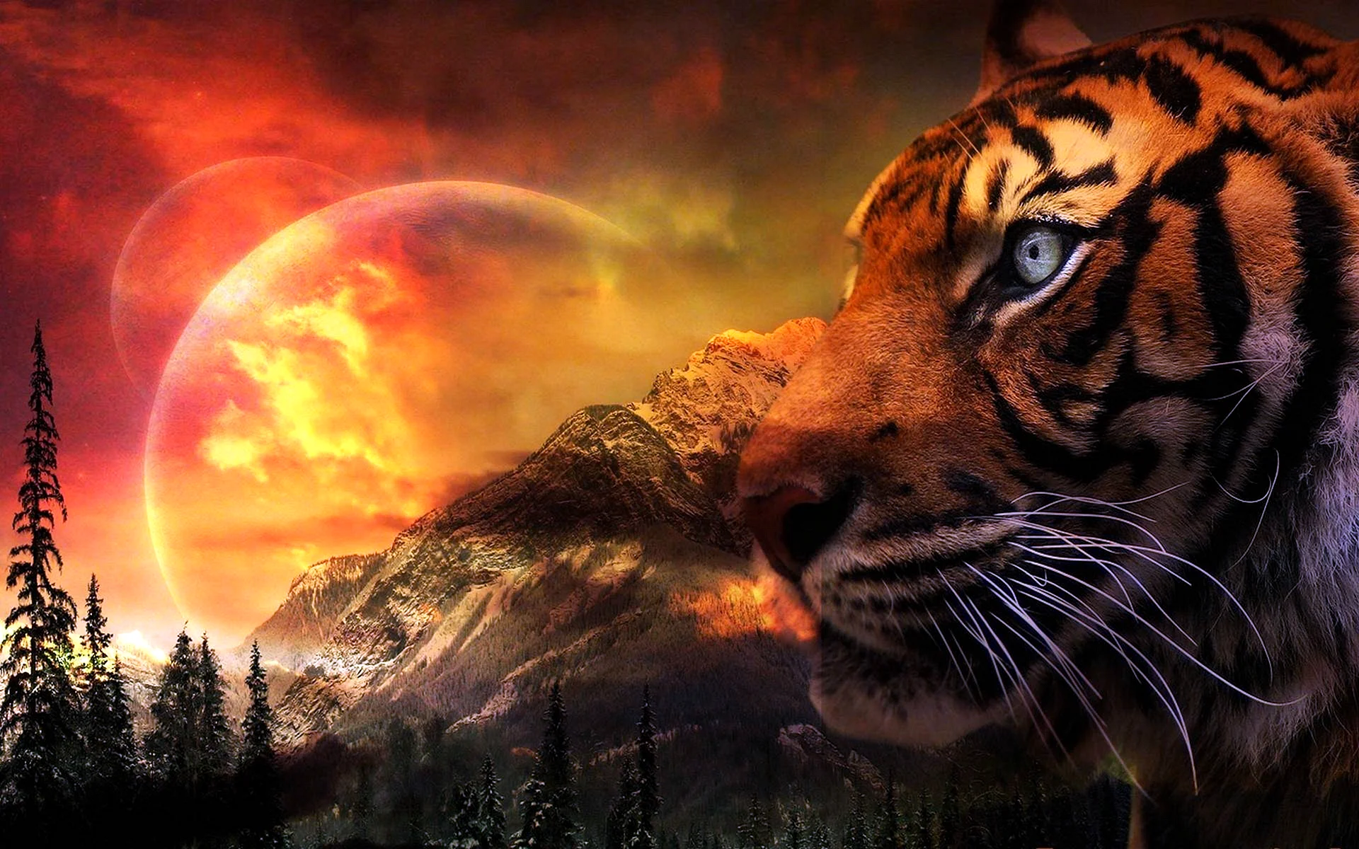 Angry Fire Tiger Wallpaper