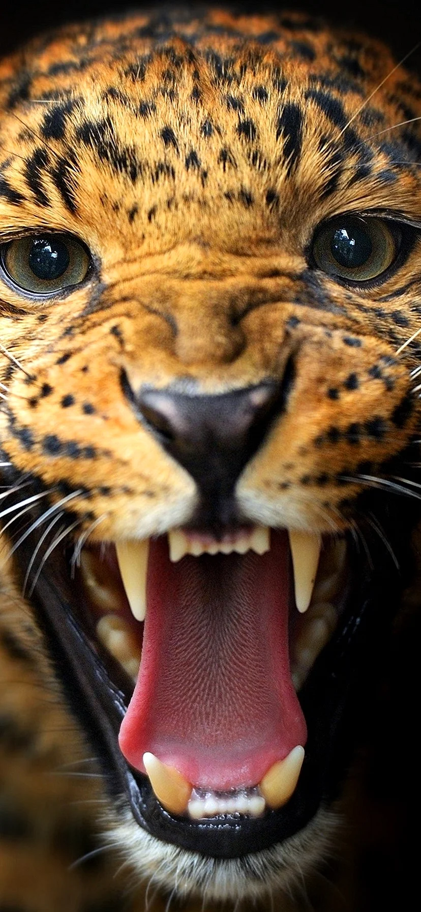 Angry Leopard Wallpaper for iPhone 11