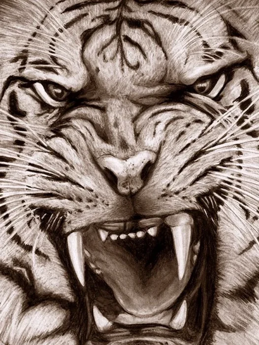 Angry White Tiger Wallpaper