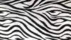 Animal Print Zebra Wallpaper