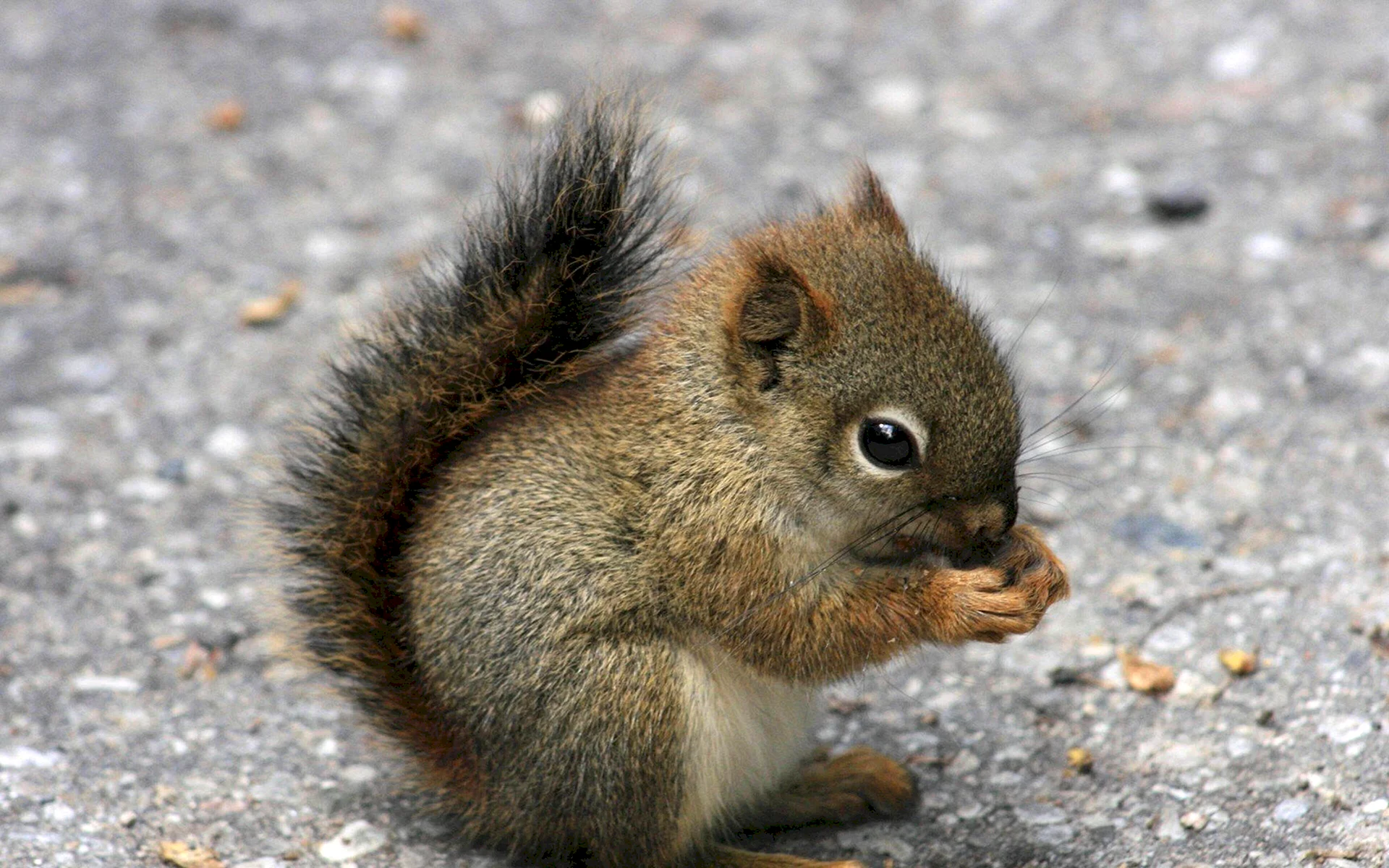 Animal Squirrel Wallpaper