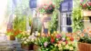 Anime Flower Shop Wallpaper