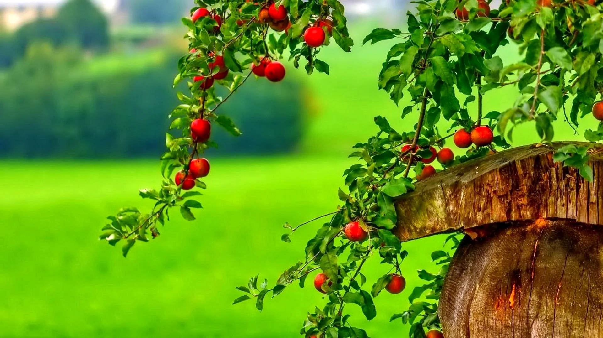 Apple Tree Wallpaper