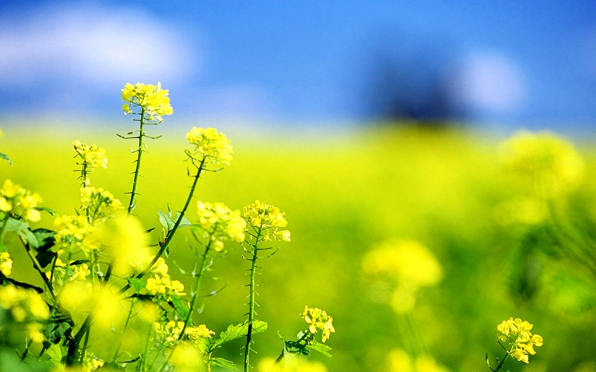 April Quotes Wallpaper