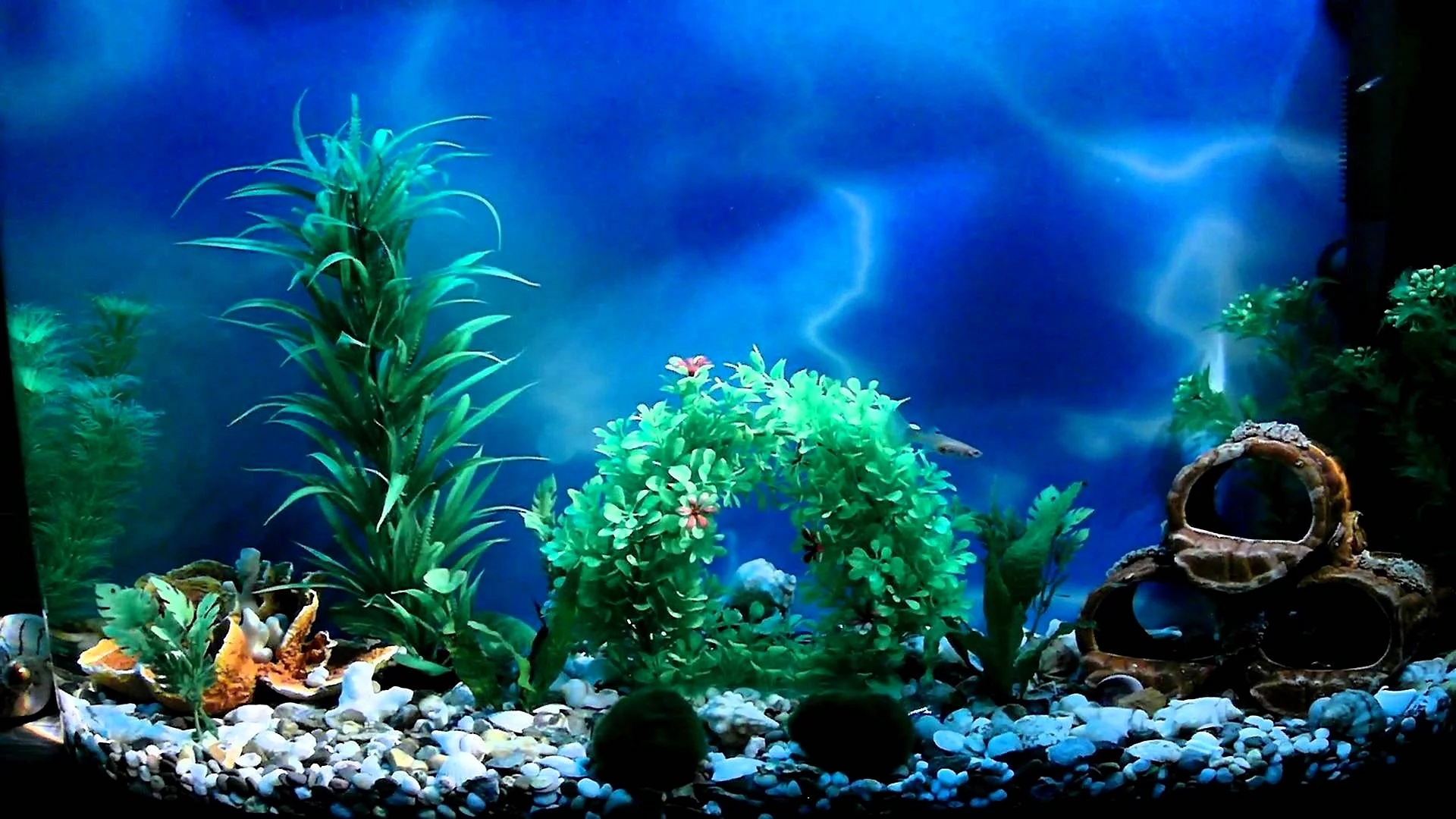 Aquarium Wallpaper