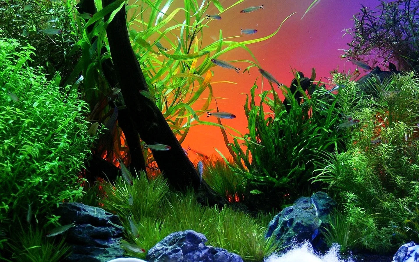 Aquarium Aquascape Wallpaper