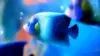 Aquarium Fish HD Wallpaper