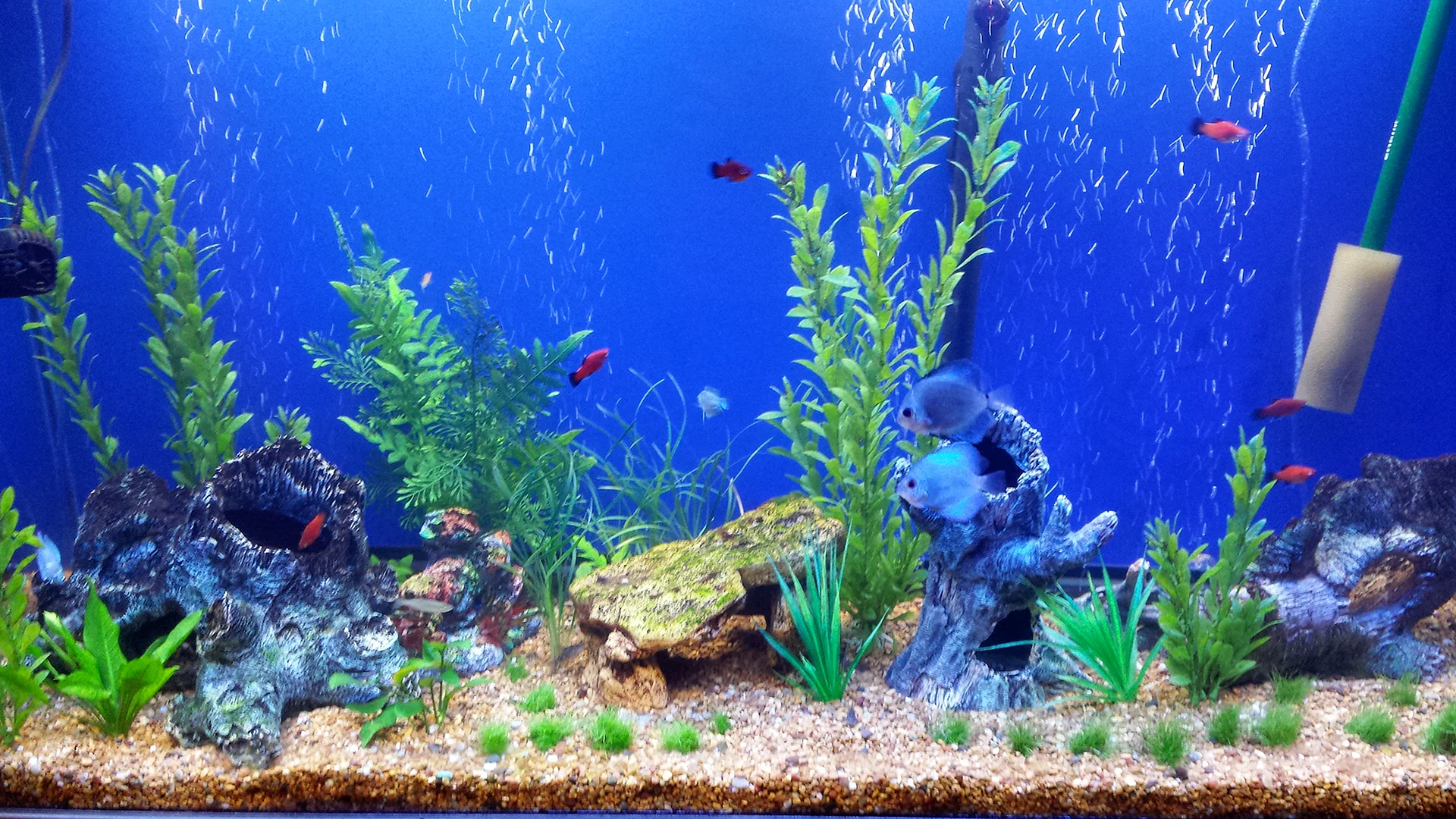 Aquarium Fish Tank Wallpaper