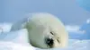 Arctic Seal Wallpaper