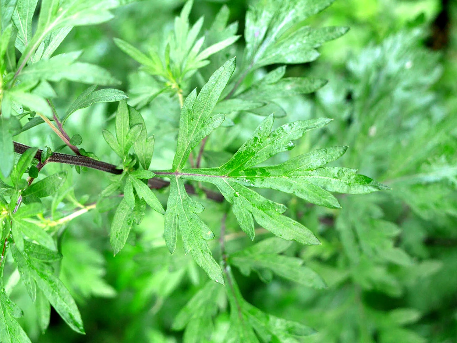 Artemisia Vulgaris Plant Wallpaper