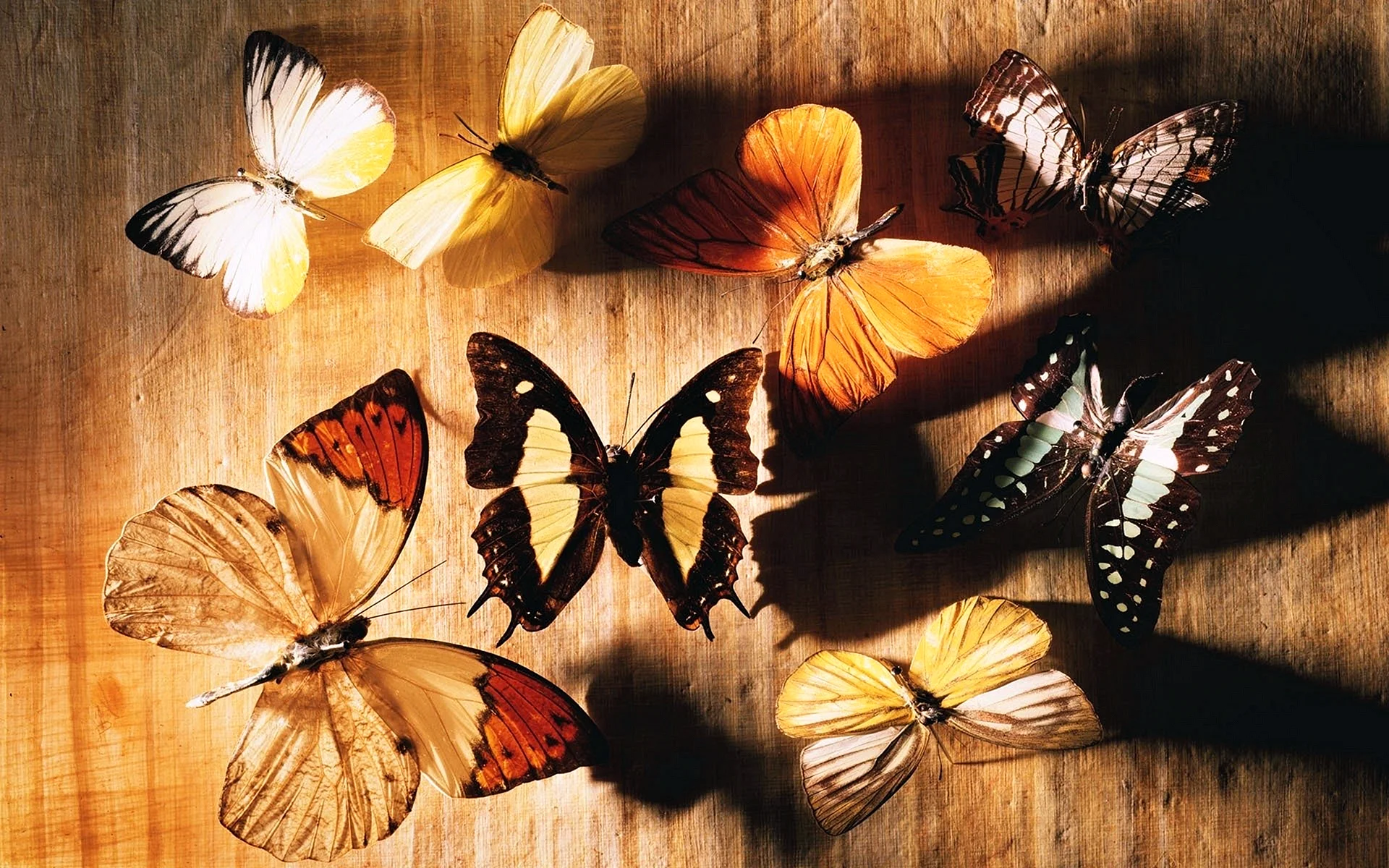 Artistic Butterfly Wallpaper