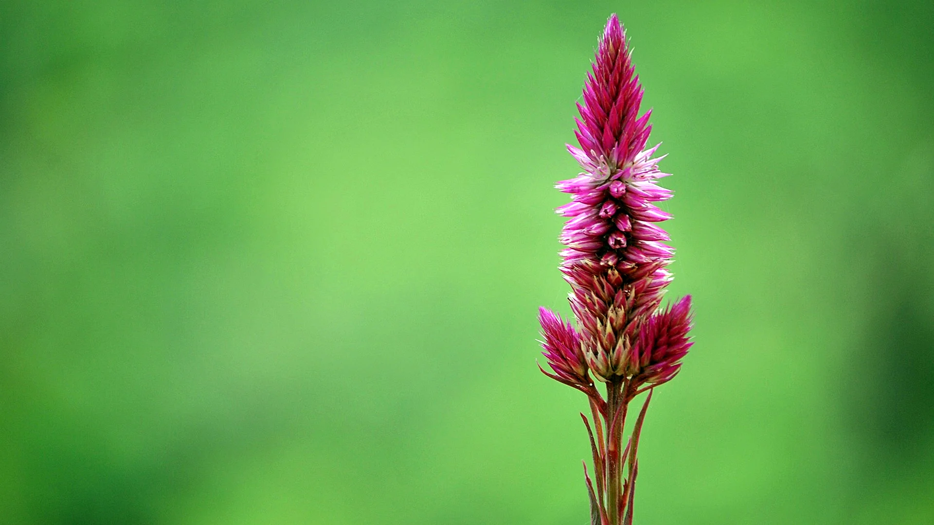 Download Astilbe Wallpaper - WallpapersHigh