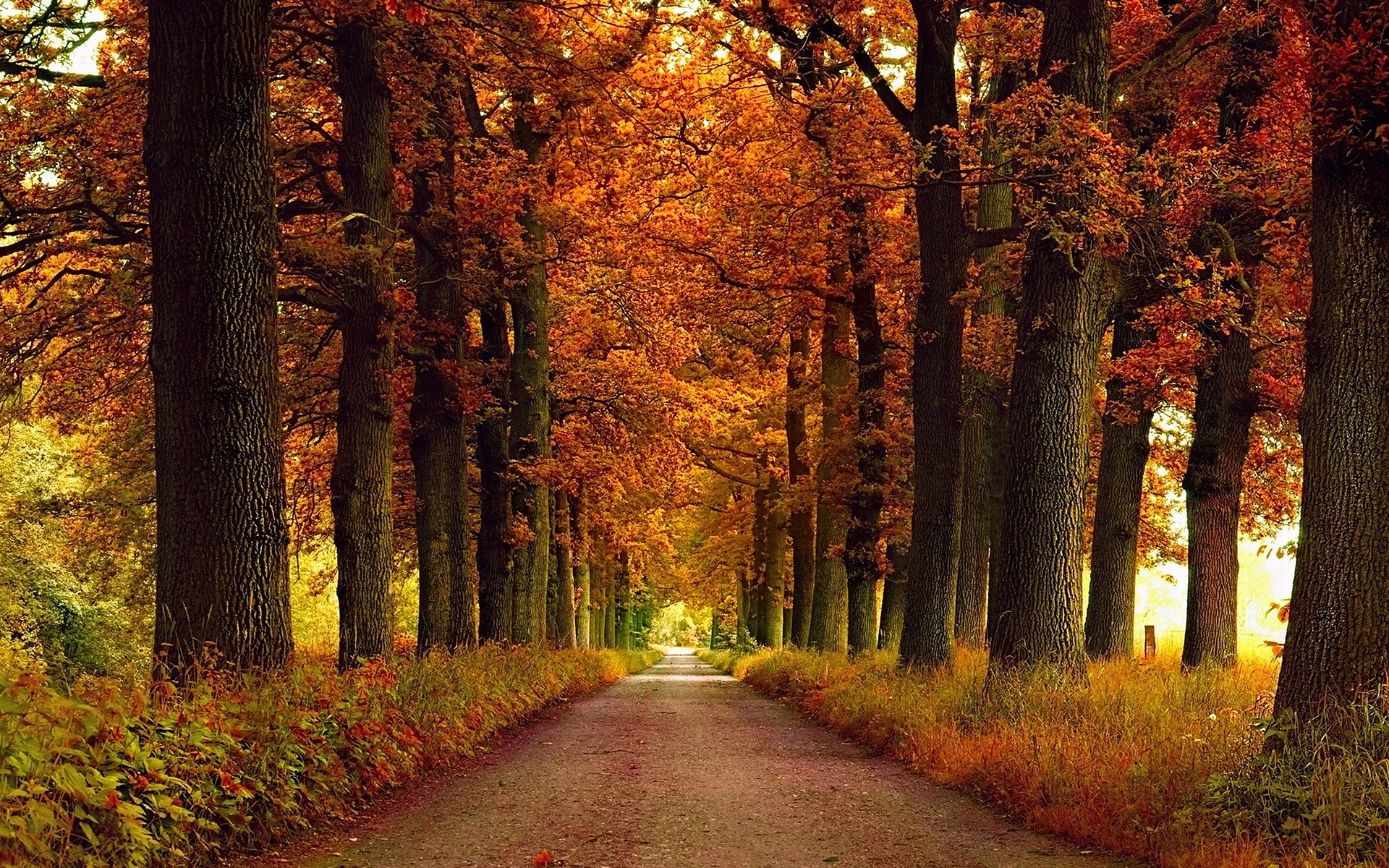 Autumn Wallpaper