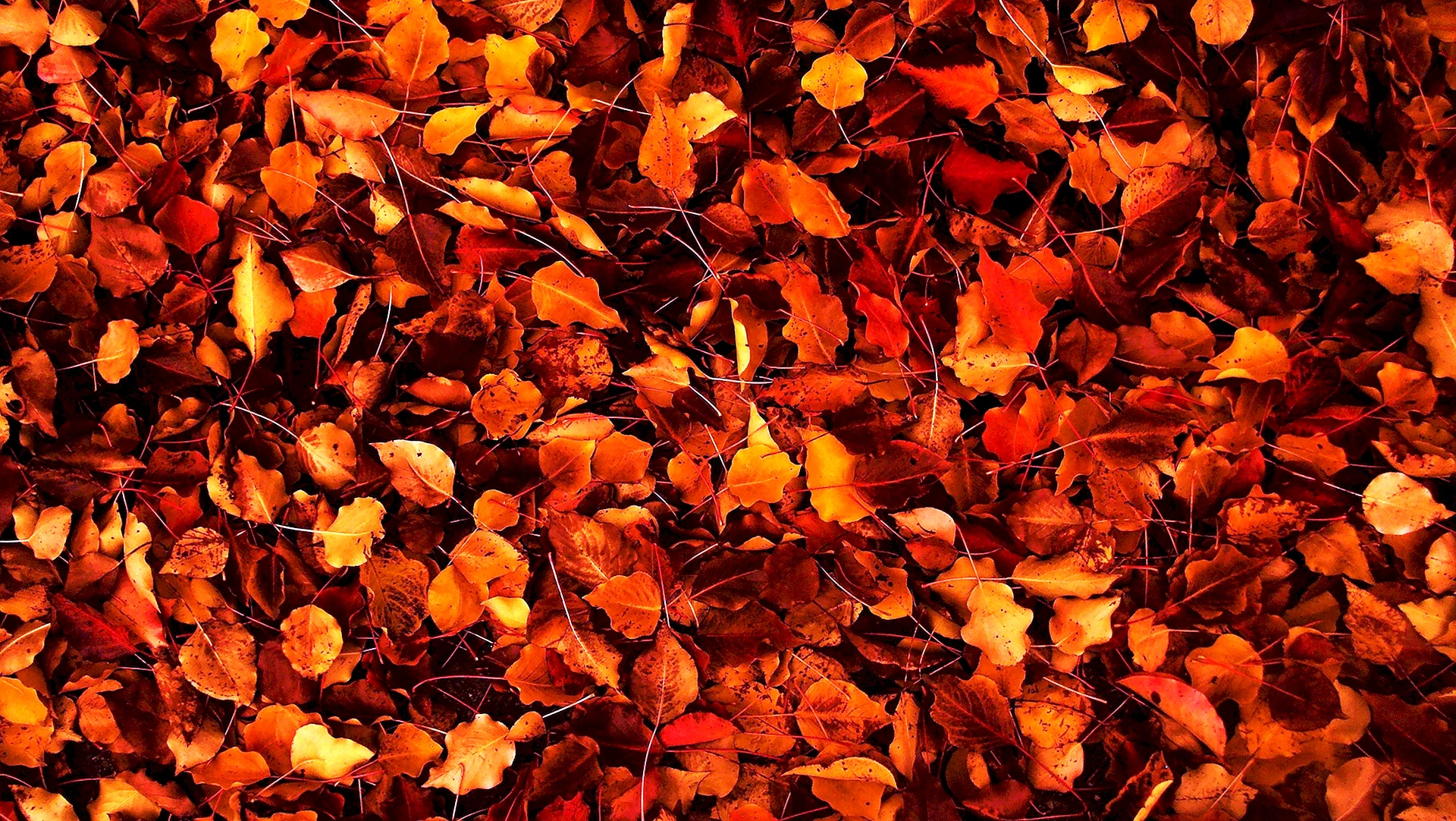 Autumn Aesthetic Wallpaper