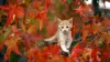 Autumn Animals Wallpaper