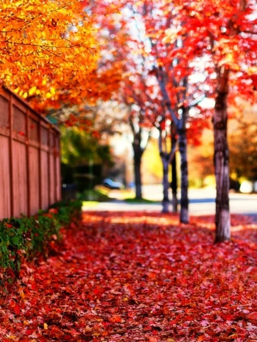 Autumn Breeze Wallpaper