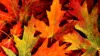 Autumn Chinar Leaf Wallpaper