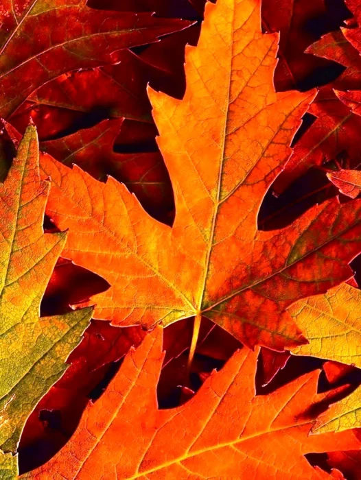 Autumn Chinar Leaf Wallpaper